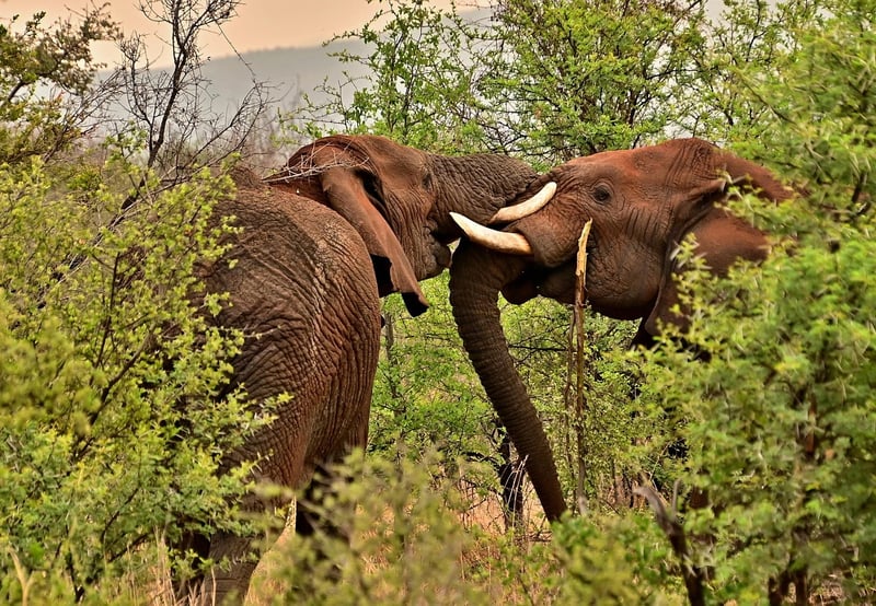 Animal Conservation