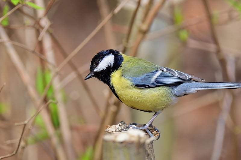 Bird in Spring